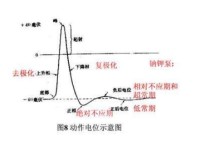 興奮節(jié)律不變什么意思 動作電位包括哪三個過程