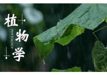 植物學(xué)大一怎么學(xué) 植物學(xué)基礎(chǔ)怎么學(xué)？