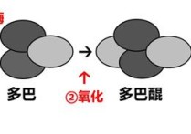 酪氨酸酶高考 什么含酪氨酸酶最多