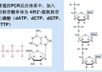 dtmp是什么轉(zhuǎn)變而來的 核苷酸代謝有關(guān)的發(fā)病機(jī)制