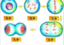 醫(yī)學g2是什么 化學中s和g代表什么