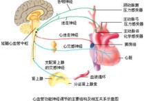 什么是竇弓反射 動(dòng)脈血壓主要調(diào)節(jié)方式