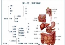 小腿呼吸道學(xué)位在什么地方 學(xué)習(xí)局部解剖學(xué)的5個(gè)小技巧