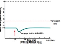 IPSP為什么是局部電位 生化檢驗中的acp是什么意思