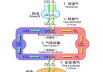 病理生理學(xué)是研究什么的 病理學(xué)和病理診斷一樣嗎